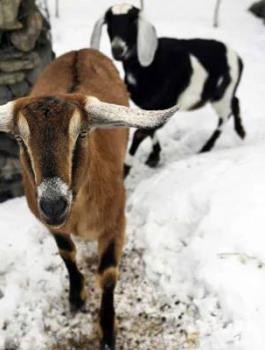 انتخاب عنزة عمدة لبلدية امريكية 