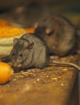 اسرائيل والاوبئة والفئران 