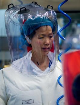 المرآة الوطواط وفيروس كورونا