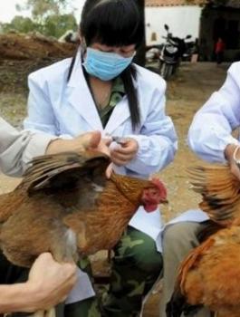 large-إنفلونزا-الطيور-تغزو-اليابان-وكوريا-الجنوبية-11708.jpg