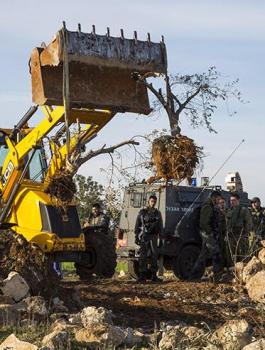 المستوطنون يقتلعون اشجار زيتون