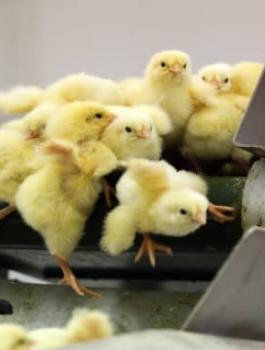 انفلونزا الطيور في كوريا الجنوبية