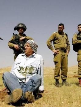 زراعة اشتال زيتون