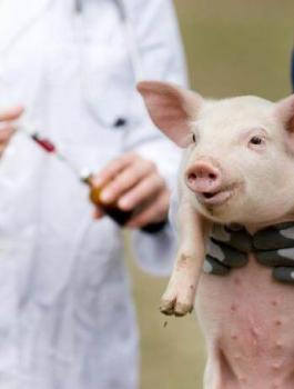 الخنزير ولقاح ضد كورونا