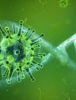 سلالة ثالثة من فيروس كورونا