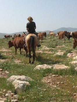 ابقار المستوطنين