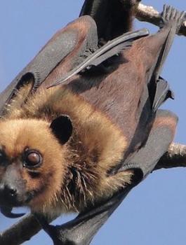 فيروس خفاش يظهر في فرنسا