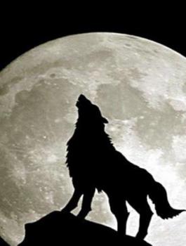 قمر الذئب.JPG