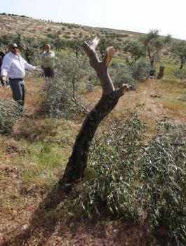 عمليات هدم واقتلاع