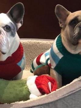 مغنية امريكية وليدي غاغا