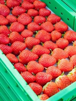 قطاع غزة وتصدير الفراولة الى العالم