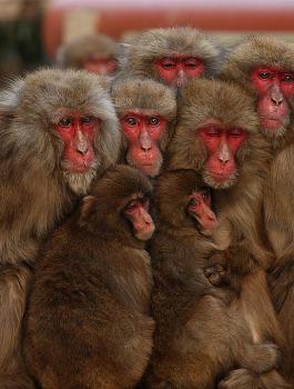 عصابة قرود تختطف طفلا