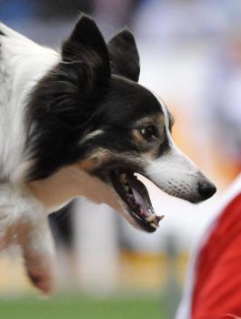 كلبة ترث 5 ملايين دولار