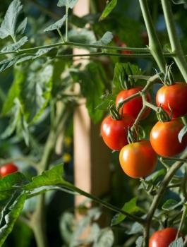 الاحصاء والرقم القياسي