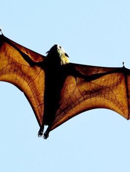 فيروس كورونا من الخفافيش البريطانية