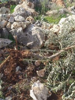 اقتلاع اشجار زيتون في سلفيت