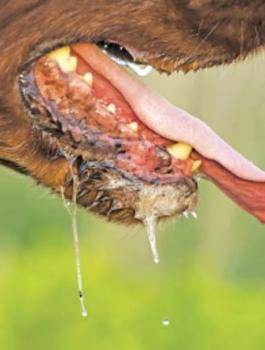 داء الكلب في اسرائيل