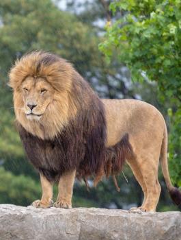 مصرع شاب سعودي بعد ان هاجمه اسد كان يربيه