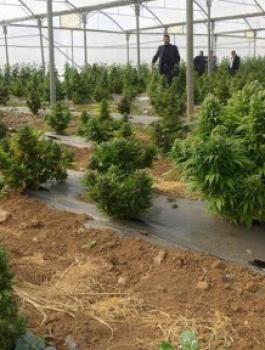 اشتال ماريجوانا