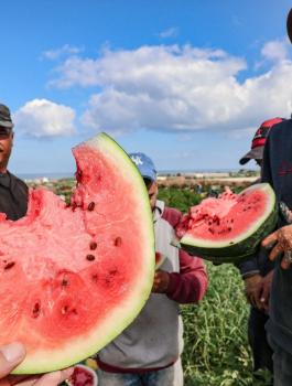 المنتجات الزراعية