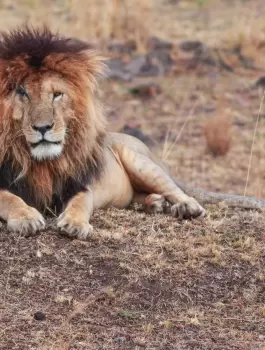 وفاة الاسد الاقوى في افريقيا