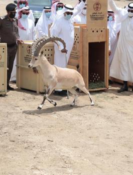 ذبح الوعول في السعودية