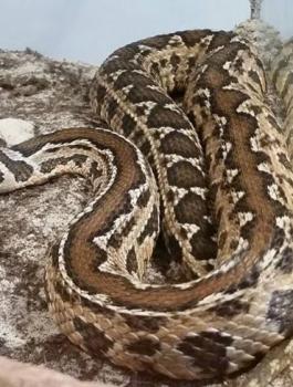 افعى فلسطين السامة