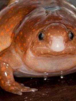 غابات الامازون