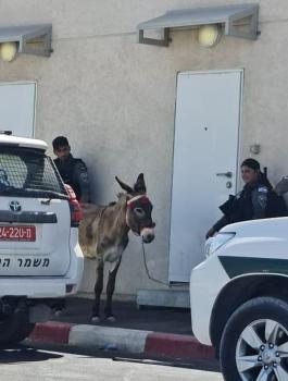 اعتقال حمار في القدس