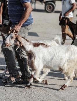 اسعار الاضاحي في فلسطين