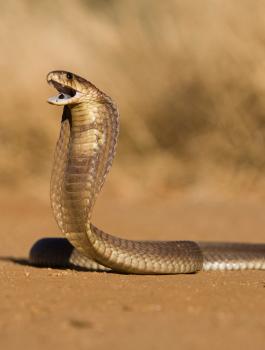 ثعبان يقتل عائلة