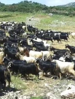 مصادر 100 راس غنم