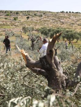 المستوطنون يقطعون اشجار زيتون
