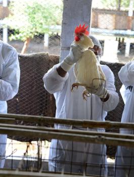 انفلونزا الطيور في اوروبا