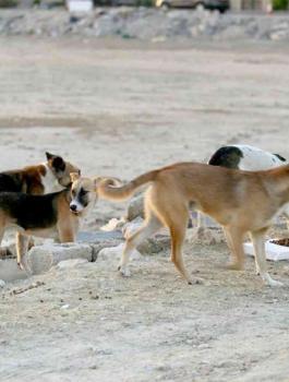 الكلاب الضالة وسوريا