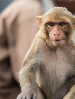 القرود والكلاب