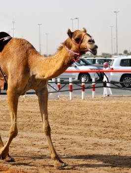 DubaiCamelRacing8.jpeg