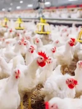 اسعار الدجاج في الاسواق