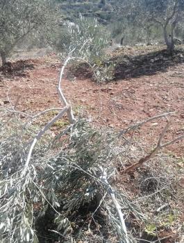 المستوطنون في سلفيت