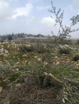 المستوطنون يقتلعون اشجار زيتون في سلفيت