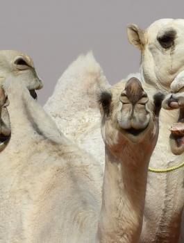 جممل في السعودية