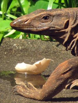 اغتصاب سحلية في الهند