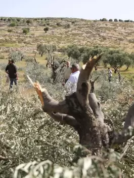 اشجار الزيتون