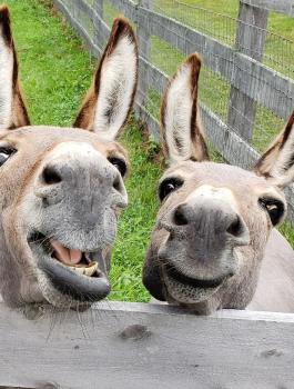 يوم الحمير العالمي