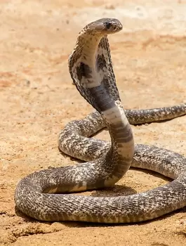 افعى السوبر