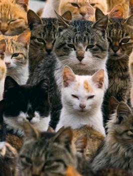 العثور على 60 قطة مجمدة