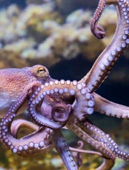 انثى الاخطبوط