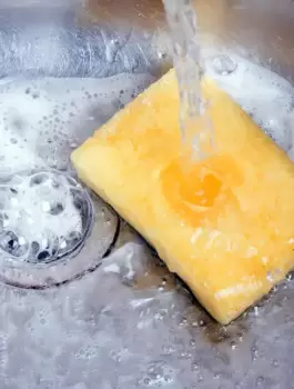 الاسفنجة والاطباق