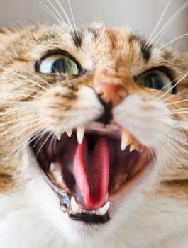 قط شرس في مصر