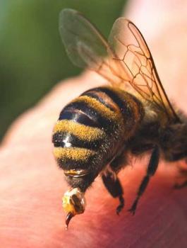 732x549_How_Is_An_Infected_Bee_Sting_Treated.jpg